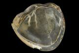 Wide, Enrolled Isotelus Trilobite - Mt Orab, Ohio #115248-1